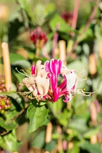 Lonicera periclymenum 200-250   C20 - afbeelding 3