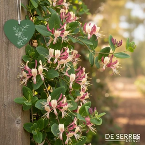 Lonicera periclymenum 'Belgica Select' C (50- 60)