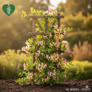 Lonicera periclymenum 'Chic Choc' C (20- 25)