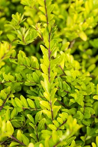 Lonicera pileata 30- 40   C2 - afbeelding 1