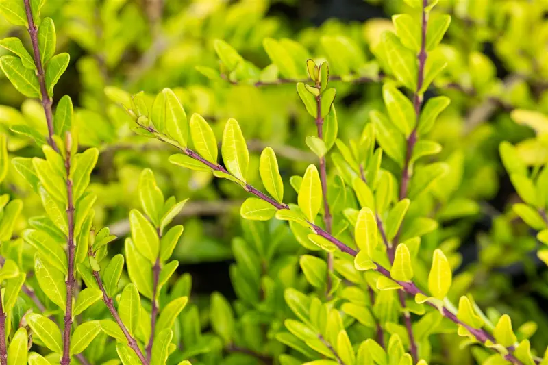 Lonicera pileata 30- 40   C2 - afbeelding 2