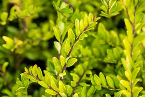 Lonicera pileata 30- 40   C2 - afbeelding 3