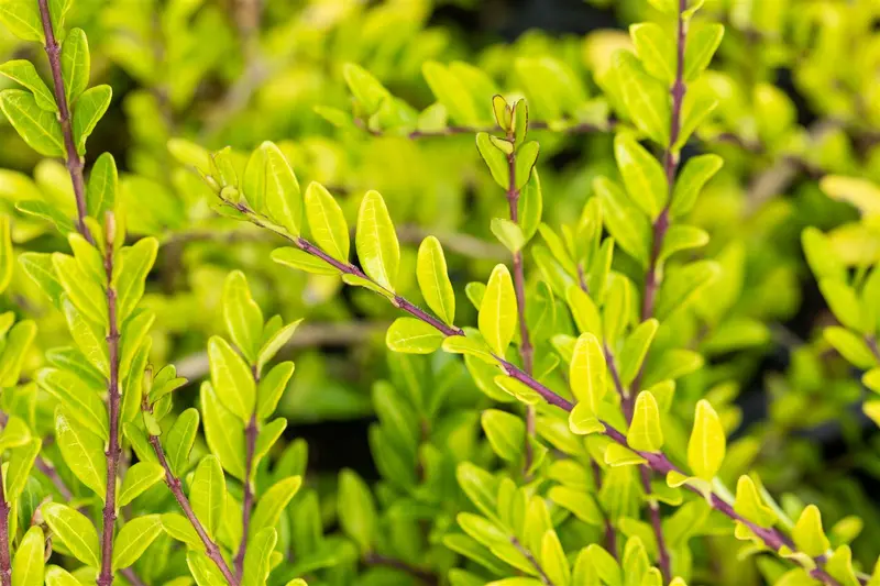 lonicera pileata (40- 50cm) - afbeelding 2