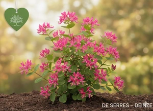 Lonicera tatarica 'Hack´s Red' C (40- 60)