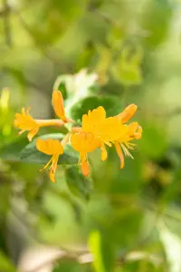 lonicera tellmanniana (50- 60cm) - afbeelding 5