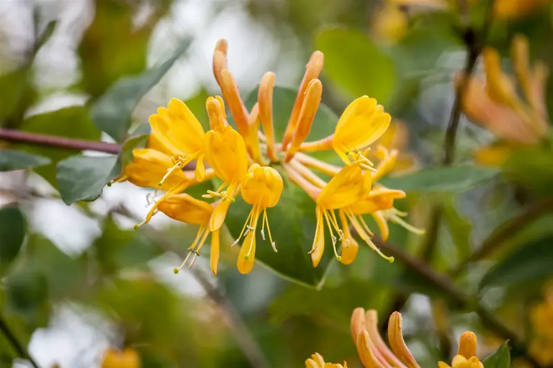 lonicera tellmanniana (50- 60cm) - afbeelding 1
