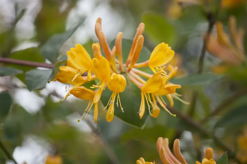 lonicera tellmanniana (50- 60cm) - afbeelding 2