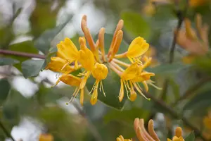 lonicera tellmanniana (50- 60cm) - afbeelding 2