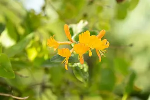 lonicera tellmanniana (50- 60cm) - afbeelding 4