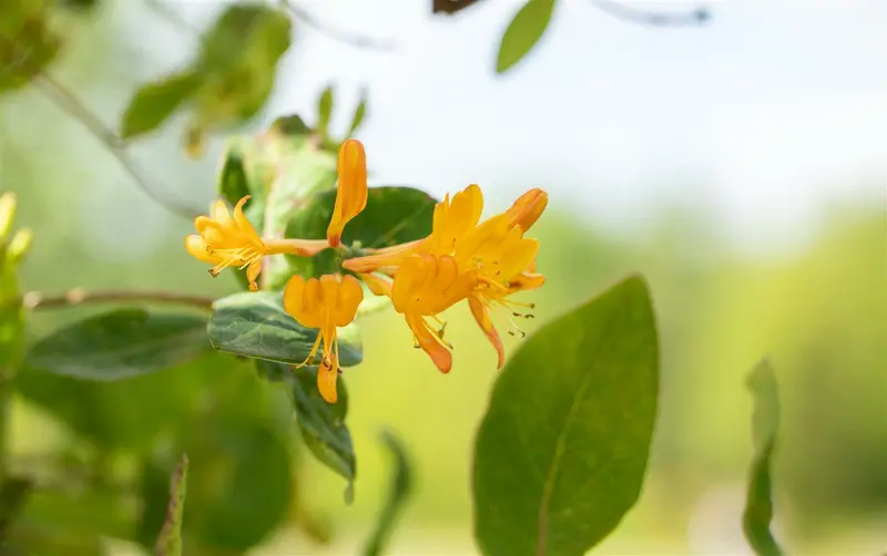 lonicera tellmanniana (50- 60cm) - afbeelding 3