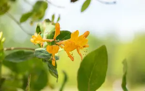 lonicera tellmanniana (50- 60cm) - afbeelding 3