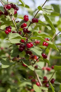 lonicera xylosteum (150-200 cm) - afbeelding 3