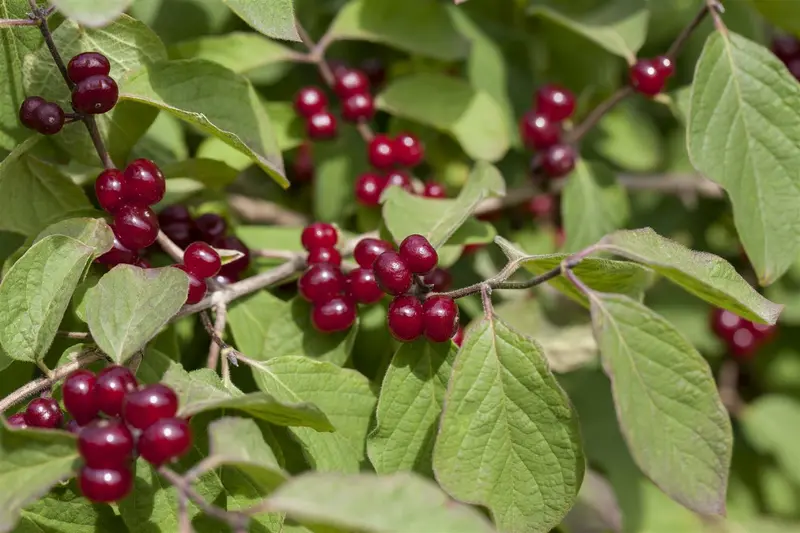 lonicera xylosteum (150-200 cm) - afbeelding 2