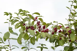 lonicera xylosteum (150-200 cm) - afbeelding 3