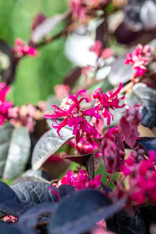 Loropetalum chin. 'Black Pearl' ® 20- 25 C - afbeelding 3