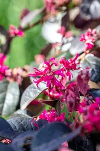 Loropetalum chin. 'Black Pearl' ® 20- 25 C - afbeelding 3