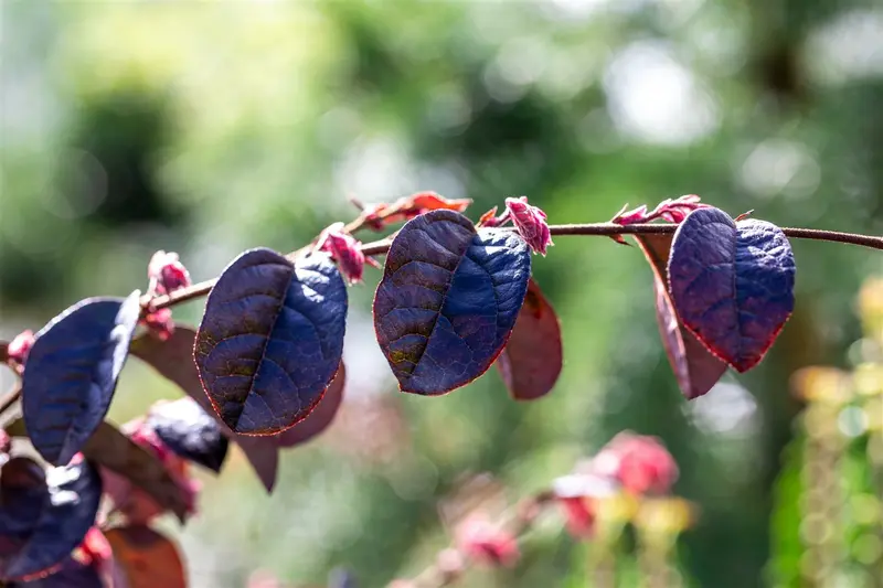 Loropetalum chin. 'Black Pearl' ® 20- 25 C - afbeelding 1