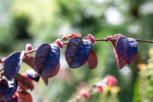 Loropetalum chin. 'Black Pearl' ® 20- 25   C - afbeelding 1