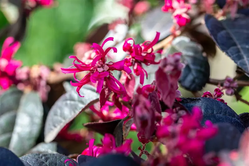 Loropetalum chin. 'Black Pearl' ® 20- 25 C - afbeelding 2