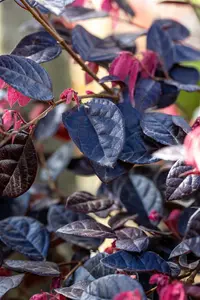 Loropetalum chin. 'Fire Dance' 20- 25   C - afbeelding 3