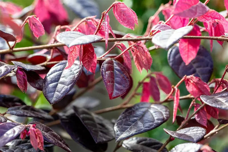 Loropetalum chin. 'Fire Dance' 20- 25   C - afbeelding 1