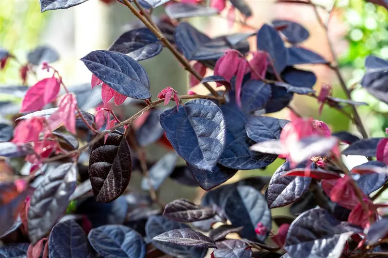 Loropetalum chin. 'Fire Dance' 20- 25   C - afbeelding 2