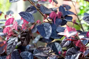 Loropetalum chin. 'Fire Dance' 20- 25   C - afbeelding 2