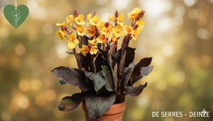 Canna indica 'Louis Cottin'