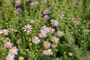 Aster eric. 'Lovely' P9 - afbeelding 3