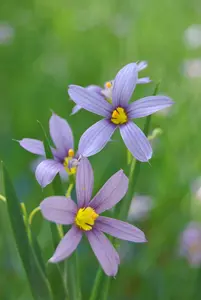 sisyrinchium ang. 'lucerne' P9 - afbeelding 3