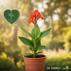 Canna indica 'Lucifer'