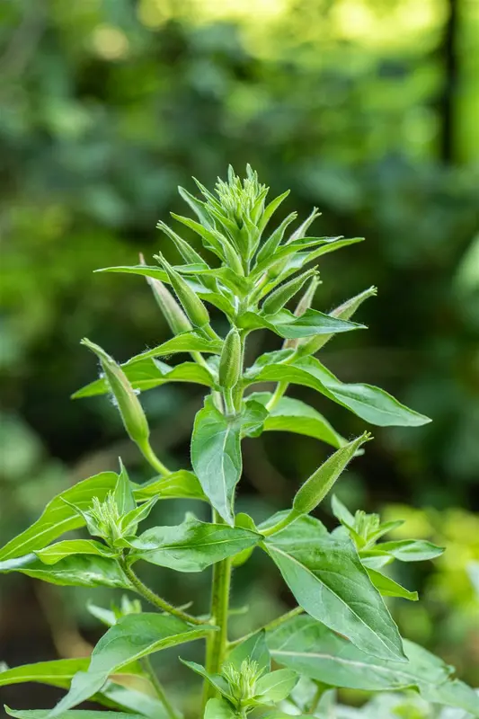 Lunaria annua 'Chedglow' P9 - afbeelding 5
