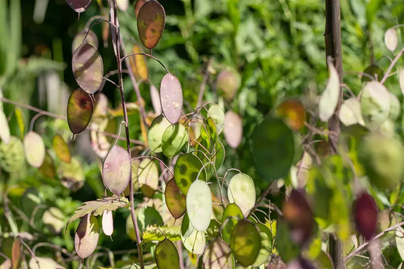 Lunaria annua 'Chedglow' P9 - afbeelding 1