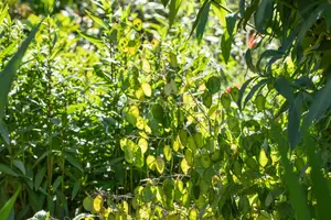 Lunaria annua 'Chedglow' P9 - afbeelding 2