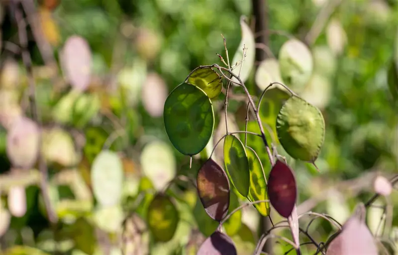 Lunaria annua 'Chedglow' P9 - afbeelding 3