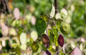 Lunaria annua 'Chedglow' P9 - afbeelding 3