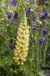 Lupinus hybr. 'Gallery Mix' P9 - afbeelding 1