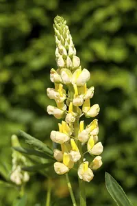 Lupinus hybr. 'Gallery Mix' P9 - afbeelding 5