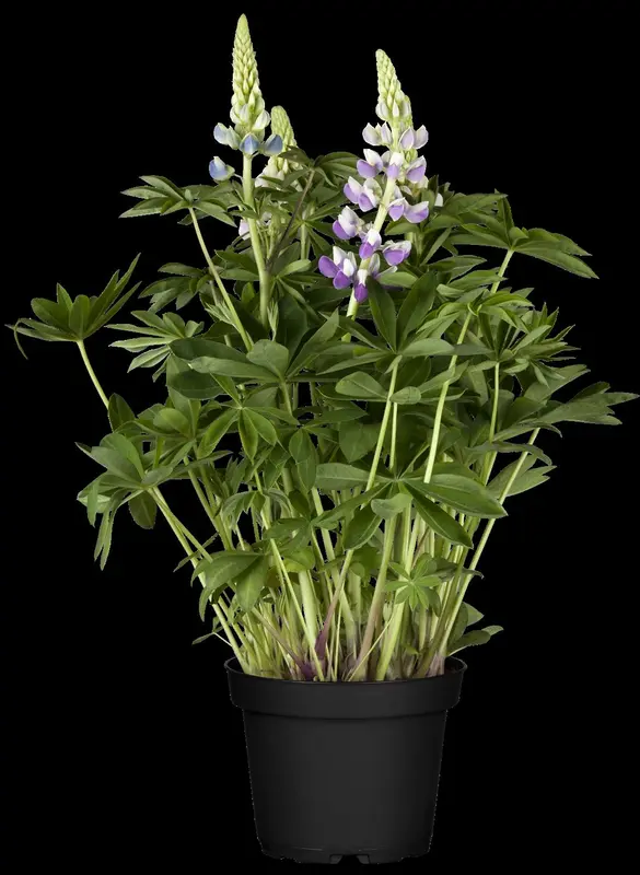 Lupinus hybr. 'Gallery Mix' P9 - afbeelding 2