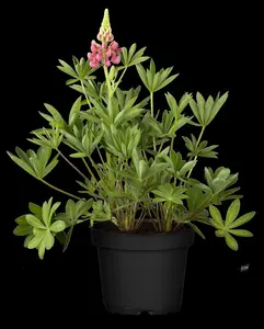 Lupinus hybr. 'Gallery Mix' P9 - afbeelding 4