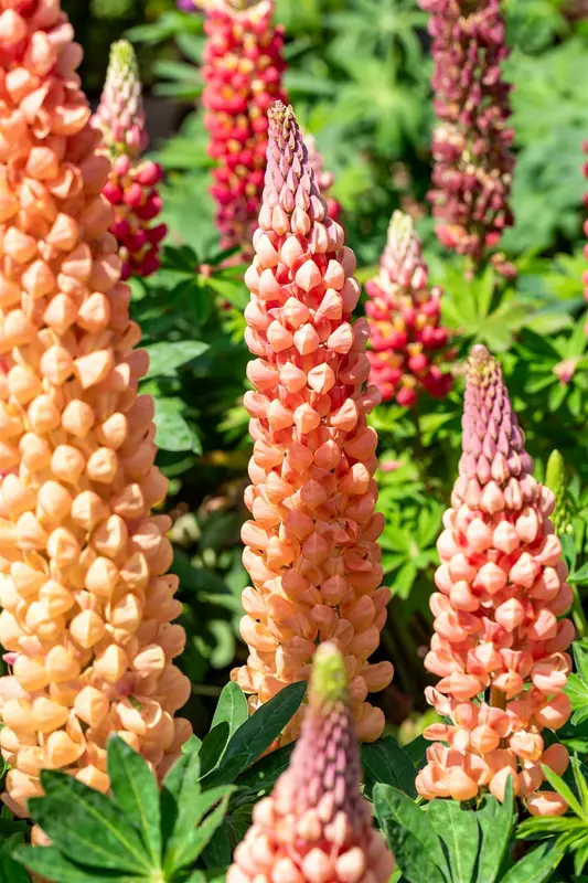 Lupinus hybr. 'Salmon Star' C1.5 - afbeelding 1