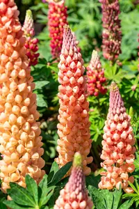 Lupinus hybr. 'Salmon Star' C1.5 - afbeelding 1