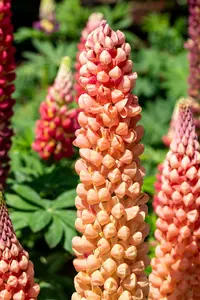 Lupinus hybr. 'Salmon Star' C1.5 - afbeelding 4