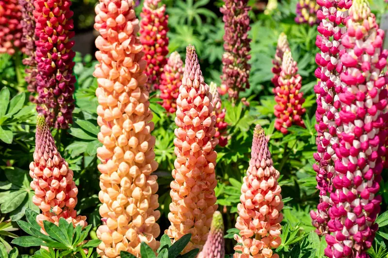 Lupinus hybr. 'Salmon Star' C1.5 - afbeelding 2