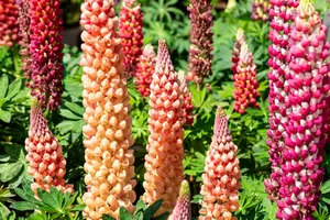 Lupinus hybr. 'Salmon Star' C1.5 - afbeelding 2
