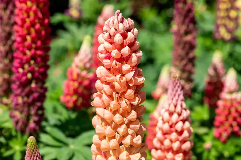 Lupinus hybr. 'Salmon Star' C1.5 - afbeelding 3