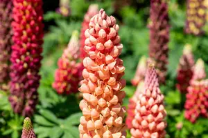 Lupinus hybr. 'Salmon Star' C1.5 - afbeelding 3