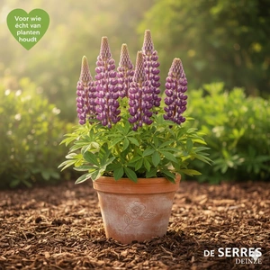 Lupinus polyphyllus 'The Governor' P9