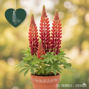 Lupinus polyphyllus 'The Pages' P9
