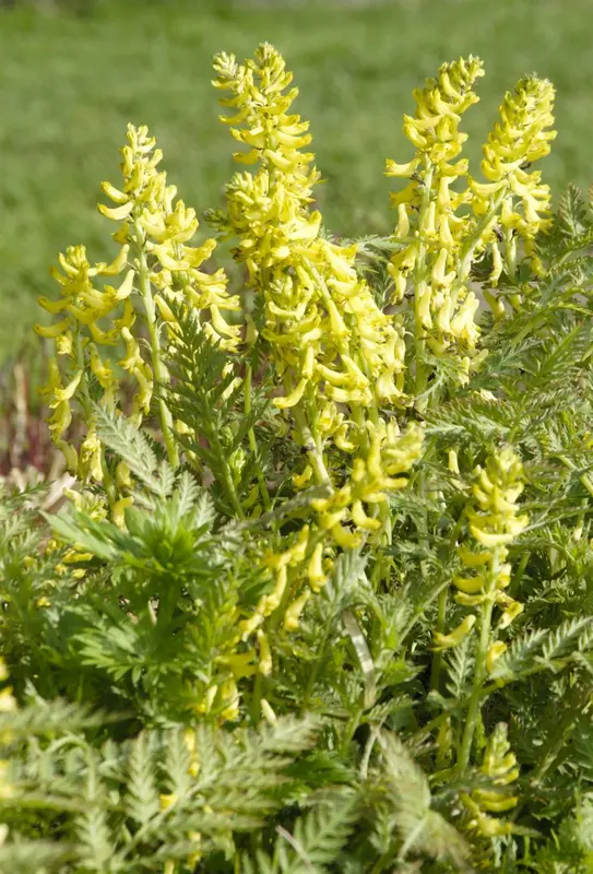 corydalis lutea P9